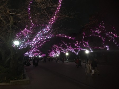 桜のイルミネーション（上野公園にて・・・）